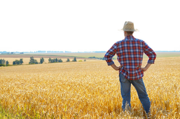 istock Farmer in straw hat stands at harvest ready wheat field 1207735270