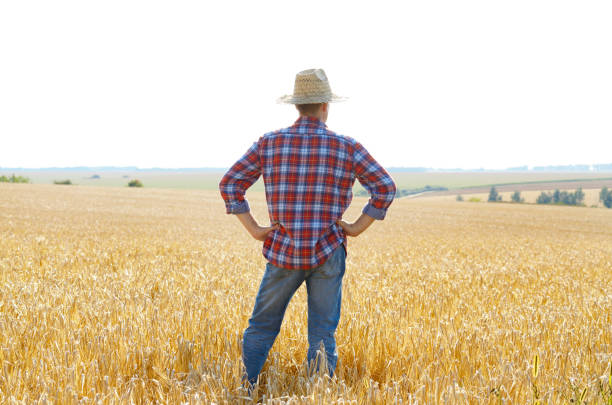 istock Farmer in straw hat stands at harvest ready wheat field 1207735295