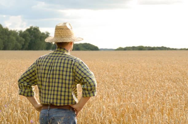 istock Farmer in straw hat stands at harvest ready wheat field 1207735318