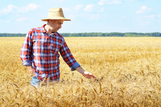 istock Farmer in straw hat touching wheat spikelets by his hand at cornfield 1207735427