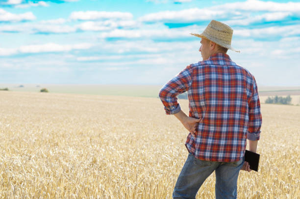 farmer in cappello di paglia usa il suo tablet pc a ready for harvest wheat field - ipad farmer agronomy pc foto e immagini stock