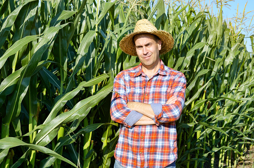 Farmer in straw hat with crossed hands standing in front of green maize corn field