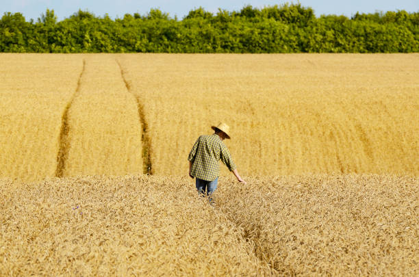 istock Middle age caucasian farm worker in straw hat checks corn field summer day 1207735636