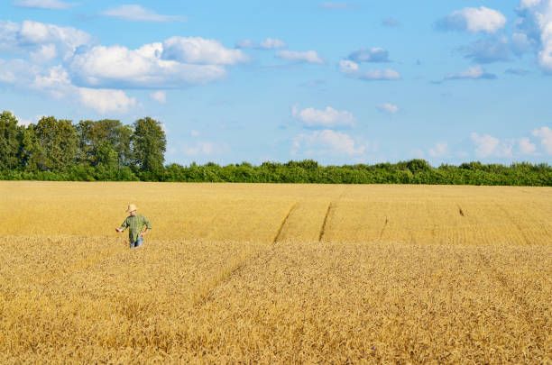 istock Middle age caucasian farm worker with cell phone at corn field summer time 1207735648