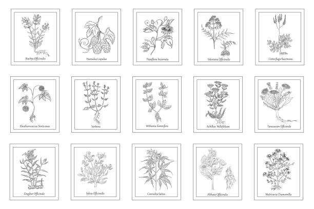 ilustrações, clipart, desenhos animados e ícones de grande conjunto com ervas desenhadas à mão em quadros - chamomile herbal tea chamomile plant tea