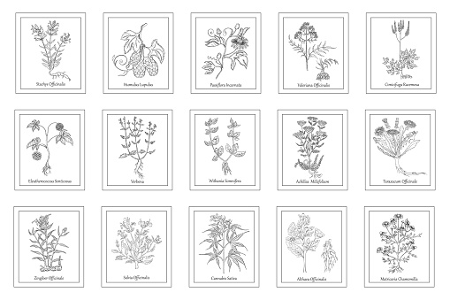 Set of Herbals in Frames with Latin Names. Hand Drawn Hop and Passionflower, Betony, Black Cohosh, Valeriana, Verbena, Ginseng,Yarrow, Dandelion, Marsh-Mallow, Ginger, Sage, Cannabis and Daisy