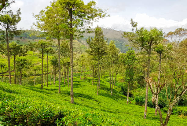 istock Nuwara Eliya Tea plantation in Sri Lanka 1207738672