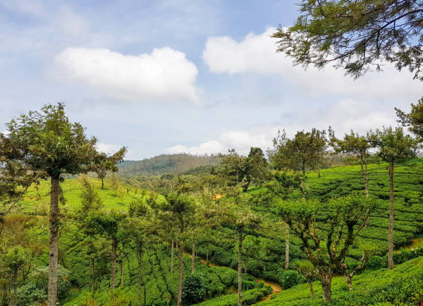 istock Nuwara Eliya Tea plantation in Sri Lanka 1207738694