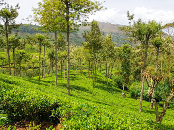 istock Nuwara Eliya Tea plantation in Sri Lanka 1207738697
