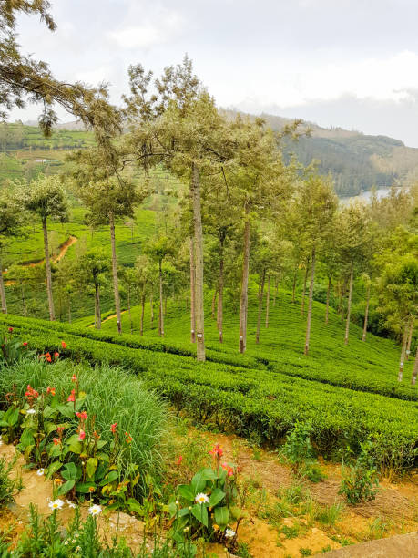 istock Nuwara Eliya Tea plantation in Sri Lanka 1207738700