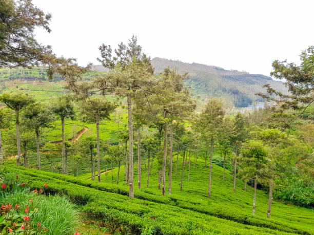 istock Nuwara Eliya Tea plantation in Sri Lanka 1207738708