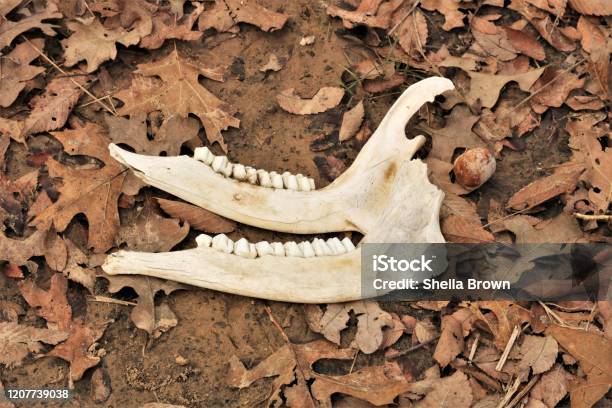 Deer Jaw Bones And Teeth In Leaves Stock Photo - Download Image Now - Animal,  Animal Jaw Bone, Animal Skeleton - iStock