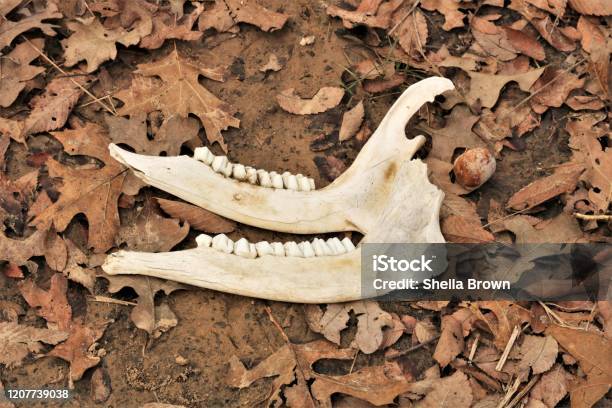 Deer Jaw Bones And Teeth In Leaves Stock Photo - Download Image Now - Animal, Animal Jaw Bone, Animal Skeleton - iStock Deer Jaw Bones And Teeth In Leaves Stock Photo - Download Image Now - Animal, Animal Jaw Bone, Animal Skeleton - iStock