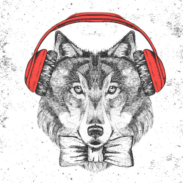 illustrations, cliparts, dessins animés et icônes de loup animal rétro hipster avec des écouteurs. muzzle de dessin de main du loup - nose job audio