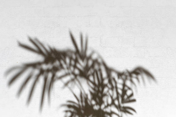 istock abstract blurry out of focus background with harsh shadow on the wall 1207740769