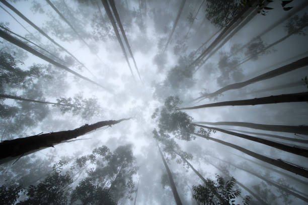 dark trees - indiana autumn woods forest imagens e fotografias de stock