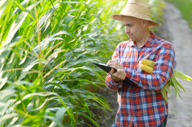 istock Farmer in straw hat with clipboard inspecting corn at field somewhere in Ukraine 1207743625