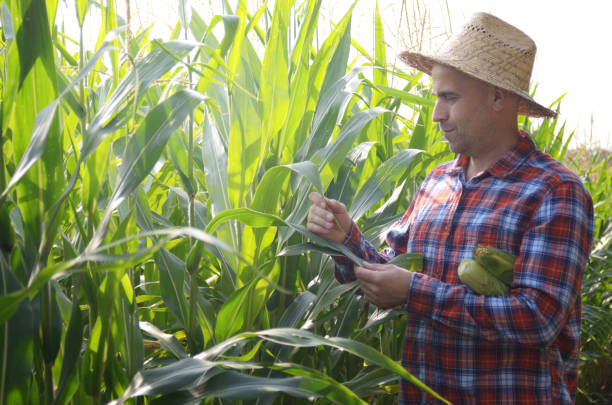 istock Middle age caucasian Farmer in straw hat inspecting maize cornfield somewhere in Ukraine. Harvest care concept 1207744428