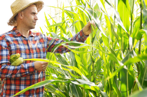 istock Middle age caucasian Farmer in straw hat inspecting maize cornfield somewhere in Ukraine. Harvest care concept 1207744446