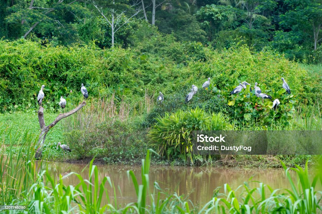 Asian Openbill Stork (A. oscitans) A rare sight of a large flock of Asian Openbill Stork arriving and resting at the marshes during their migration. Animal Migration Stock Photo