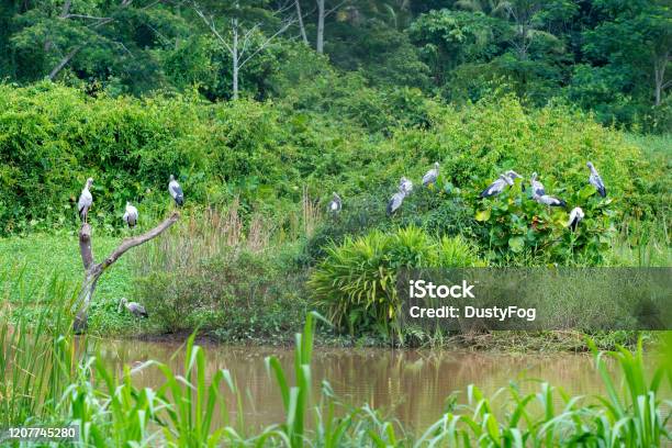 Asian Openbill Stork Stock Photo - Download Image Now - Animal Migration, Animal Wildlife, Animals In The Wild