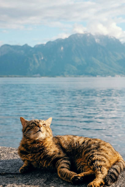 istock Cat chilling on a shore of Lake Leman 1207745424