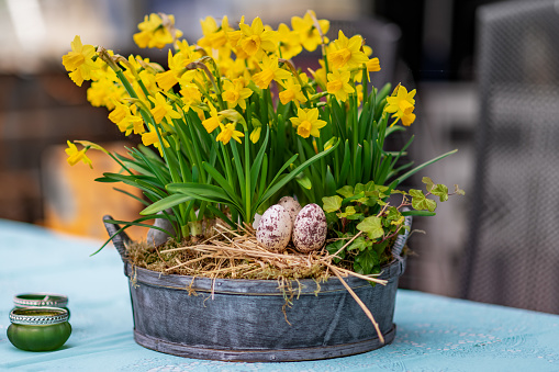 Daffodils with bulbs in a large pot with eggs for Easter