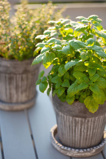 istock lemon balm (melissa) and thyme herb in flowerpot on balcony 1207746380