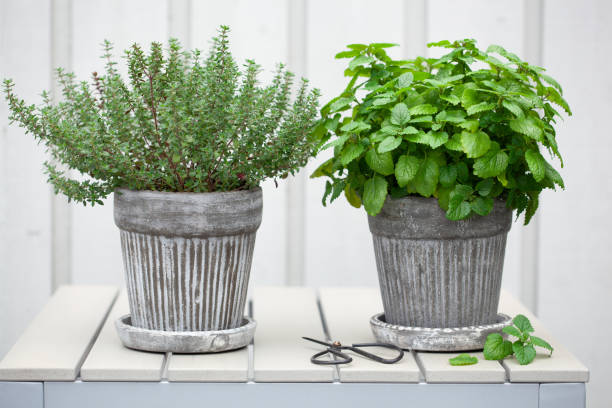 istock lemon balm (melissa) and thyme herb in flowerpot on balcony 1207746533