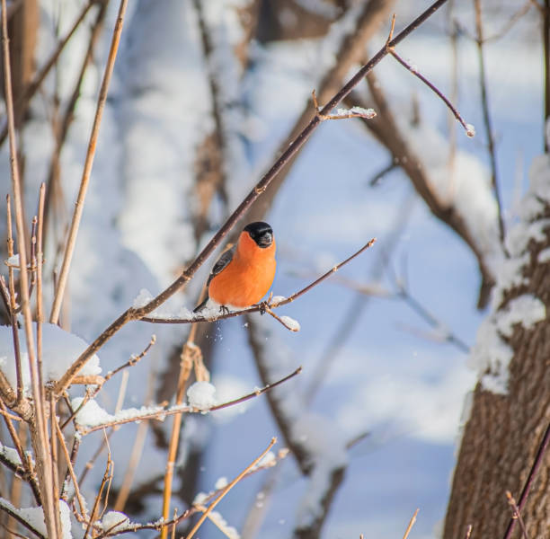 istock reddish chest bullfinch sitting on a tree branch. 1207746889