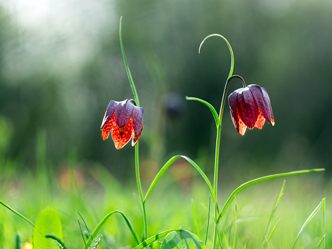 Snake's Head Fritillary (Fritillaria meleagris) in a meadow during a beautiful springtime sunrise with drops of dew on the grass in the delta of the river IJssel in Overijssel, Netherlands.