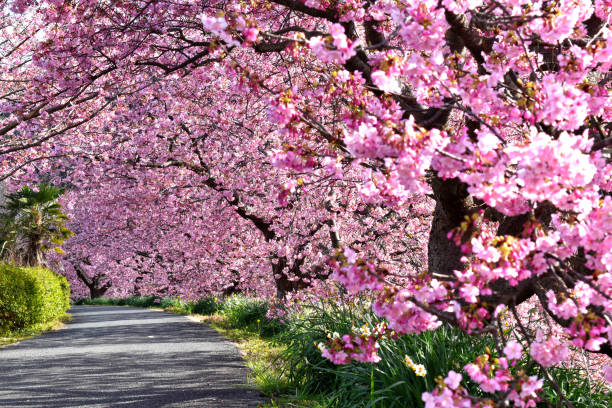 istock Cherry tree of the Minamiizu Aono riverside 1207748644