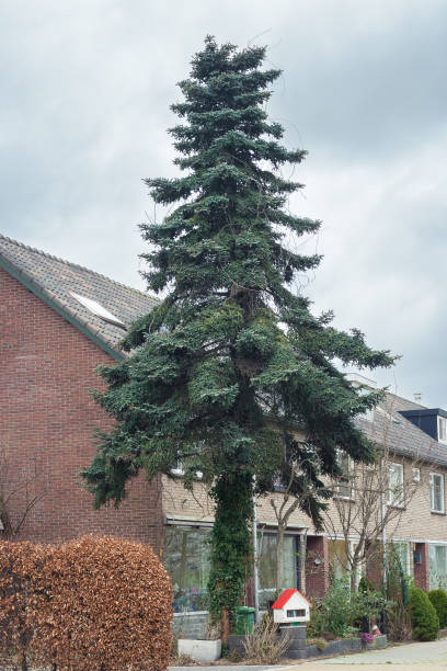 Tall Abies pinsapo (Spanish Fir) tree with beautiful green blue foliage