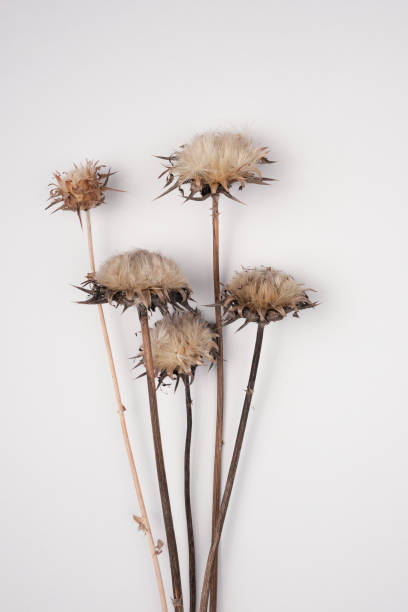 istock Dried flowers and leaves on white background. Flowers composition. Copy space, flat lay , top view 1207750846