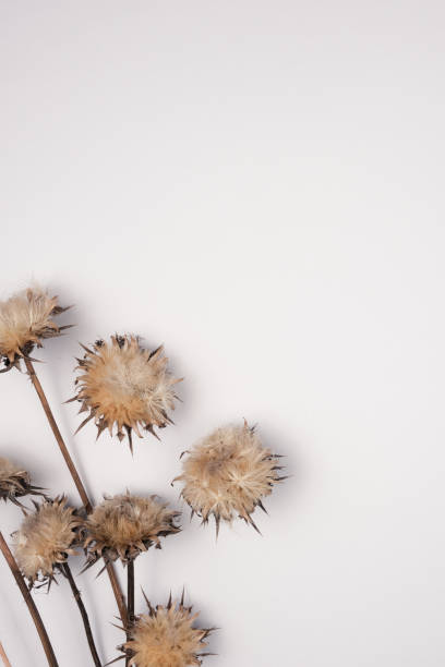 istock Dried flowers and leaves on white background. Flowers composition. Copy space, flat lay , top view 1207750876