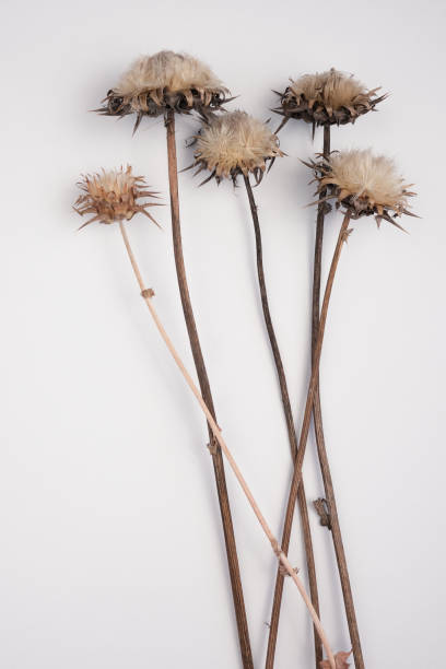 istock Dried flowers and leaves on white background. Flowers composition. Copy space, flat lay , top view 1207751457