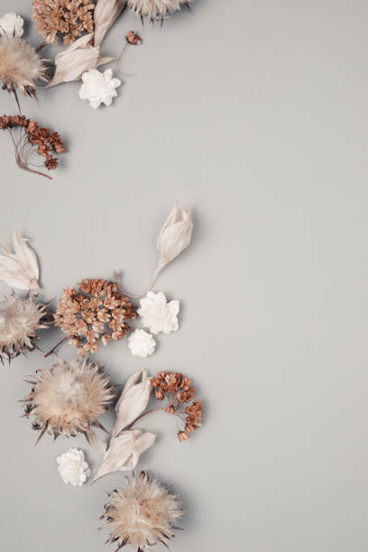 istock Dried flowers and leaves on white background. Flowers composition. Copy space, flat lay , top view 1207751585