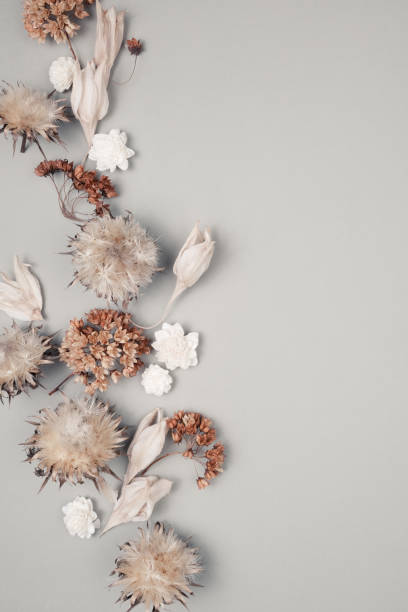 istock Dried flowers and leaves on white background. Flowers composition. Copy space, flat lay , top view 1207751808