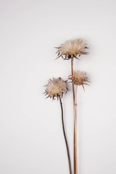 istock Dried flowers and leaves on white background. Flowers composition. Copy space, flat lay , top view 1207752004