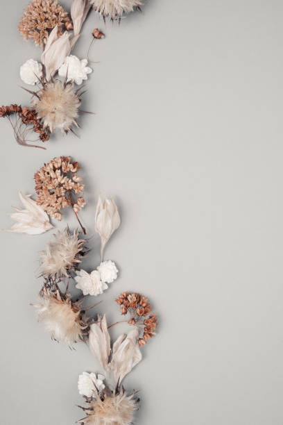istock Dried flowers and leaves on white background. Flowers composition. Copy space, flat lay , top view 1207752077