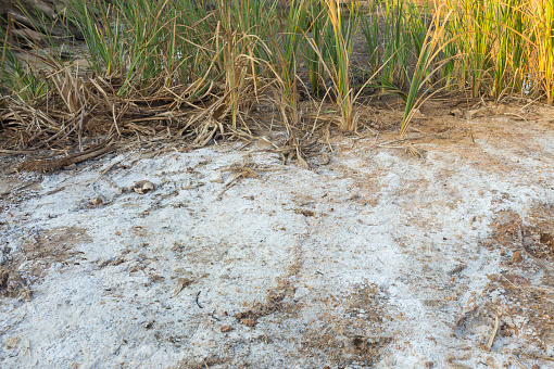 Soil in a rural area in the northeast region of Thailand that has salt stains due to drought