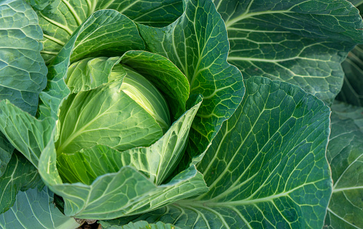Organic cabbage, Close up