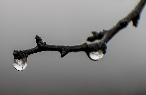 Water drops on the branch of a tree