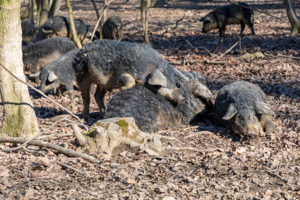 istock Organic Swine Farming 1207755129