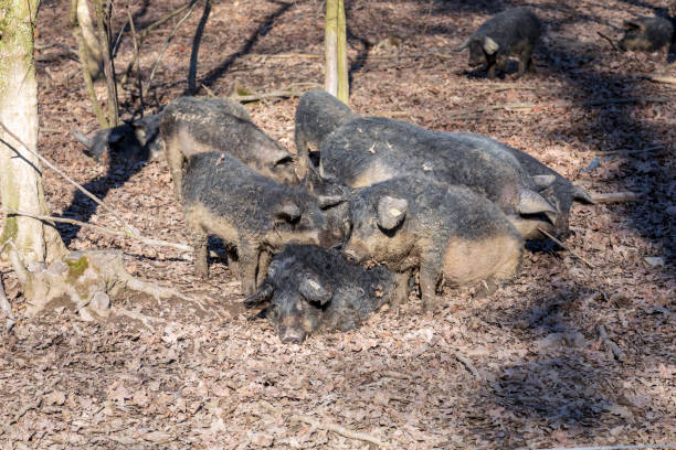 istock Group of Pigs 1207755133