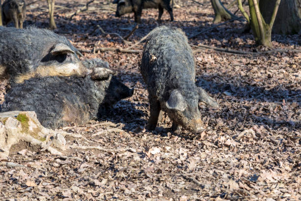 istock Natural Pig Farming 1207755197
