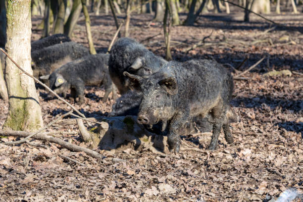 istock Pigs in the Forest 1207755714