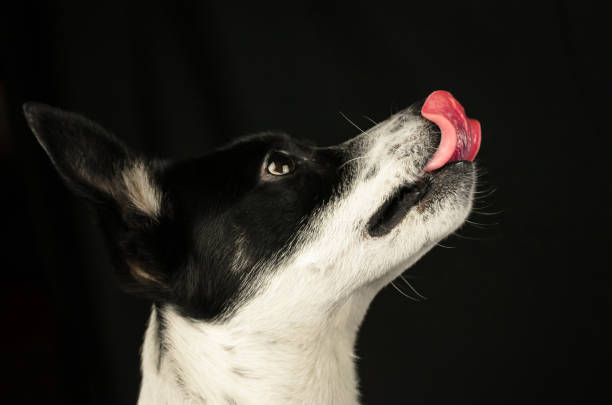 istock Basenji dog in profile licks on a black background with copy space 1207757394
