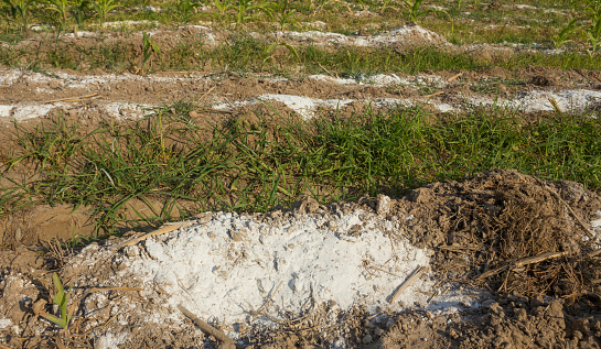 quicklime used for soil sprays to improve soil and kill germs on agricultural plots