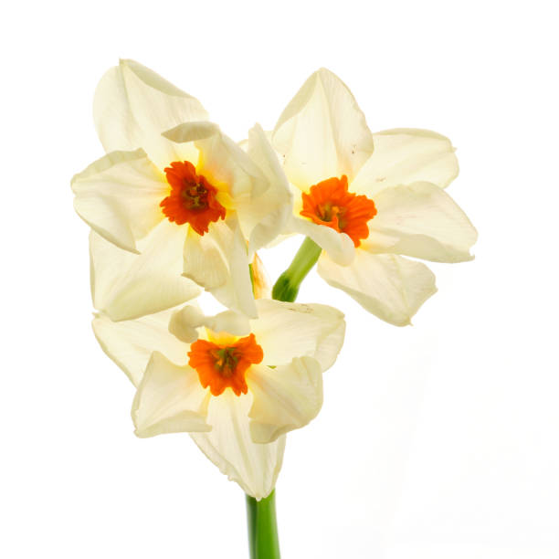 istock Beautiful blooming narcissus flower isolated on white background 1207758859